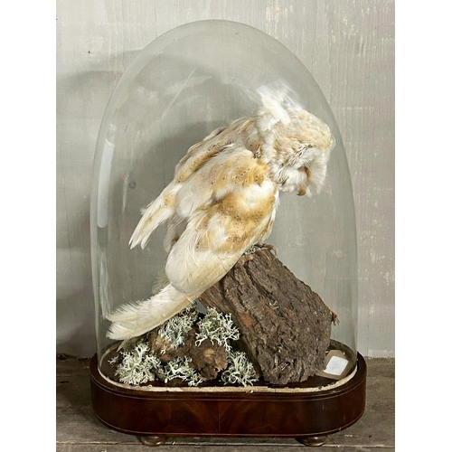 150 - Taxidermy - Barn Owl, early 20th century, perched on a mossy log under a glass dome on a flame mahog... 