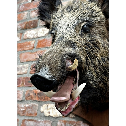 132 - Taxidermy - Large wild boar head, with open mouth teeth and tongue, on wooden shield, 60cm high x 60... 