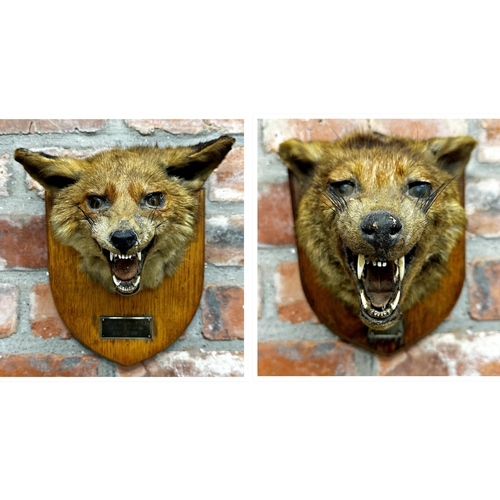 116 - Taxidermy - probably by Roland Ward - two fox masks on oak plaques by Army & Navy Stores, each with ... 