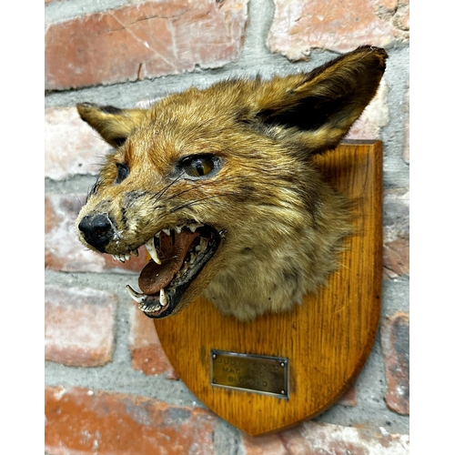 116 - Taxidermy - probably by Roland Ward - two fox masks on oak plaques by Army & Navy Stores, each with ... 