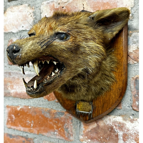 116 - Taxidermy - probably by Roland Ward - two fox masks on oak plaques by Army & Navy Stores, each with ... 