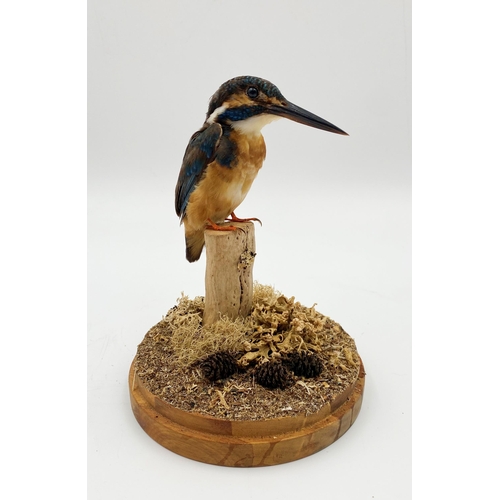 151 - Taxidermy - Kingfisher, perched on a mossy stump under a glass dome, 27cm high