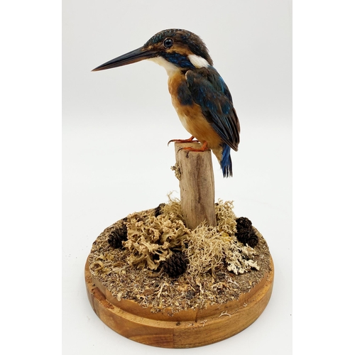 151 - Taxidermy - Kingfisher, perched on a mossy stump under a glass dome, 27cm high