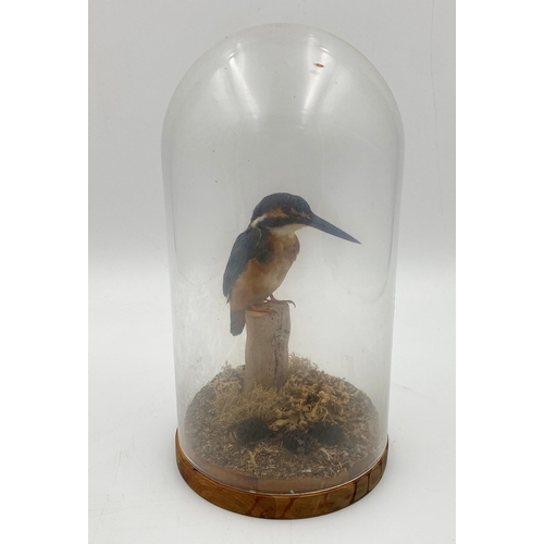 151 - Taxidermy - Kingfisher, perched on a mossy stump under a glass dome, 27cm high