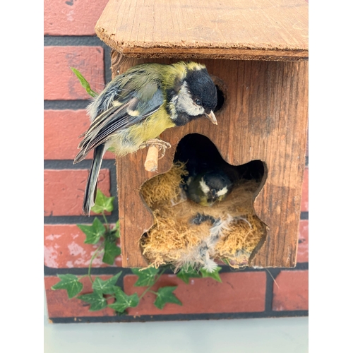 152 - Taxidermy - Pair of Blue Tits, in a bird box on composite red brick wall, 51 x 40cm