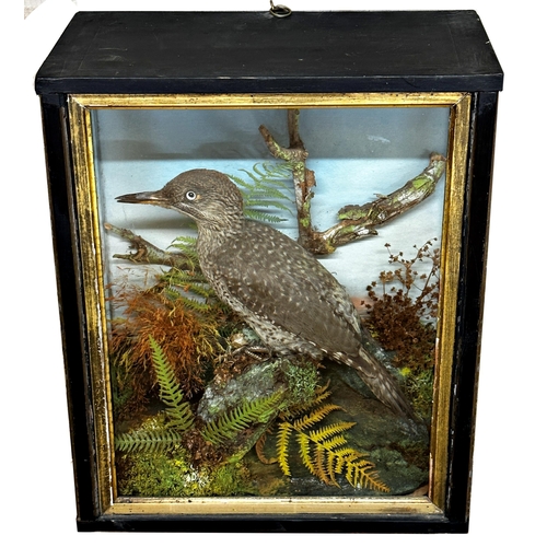 421 - Taxidermy - Woodpecker, in a glazed case with foliage, 36 x 29cm