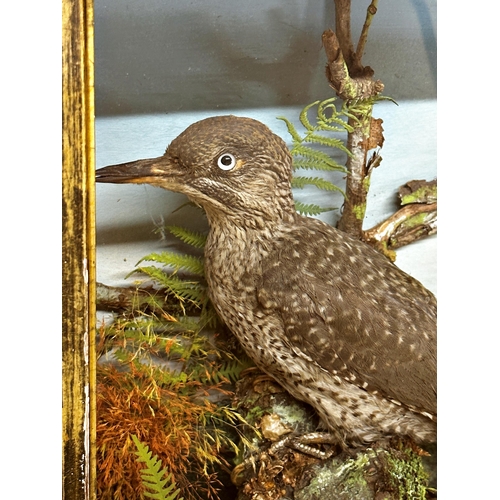 421 - Taxidermy - Woodpecker, in a glazed case with foliage, 36 x 29cm