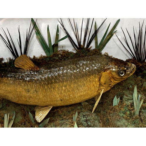 445 - Taxidermy - Carp in a naturalistic setting, in a glazed case with canted corners, 47 x 91cm