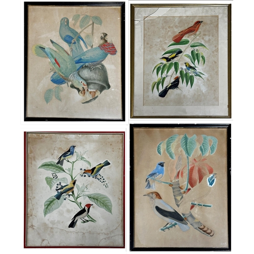 1415 - 19th century school - Four ornithological studies of exotic birds, hand coloured prints, the largest... 