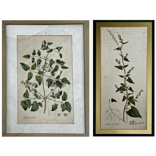 1416 - 19th century school - Two botanical studies 'Clematis Vitalba' and 'Polygonum Convolvuluis'. colour ... 