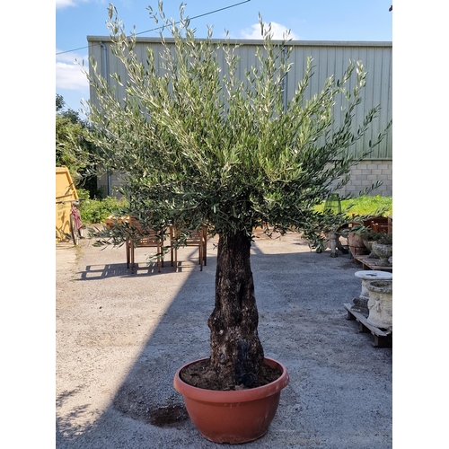 1026 - A good large 80 year old olive tree, 240cm high approx