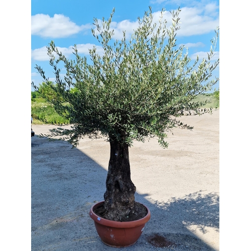 1026 - A good large 80 year old olive tree, 240cm high approx