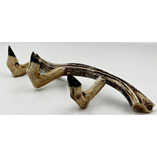 Taxidermy a three deer hoof coat rack set into a horn, 47cm long