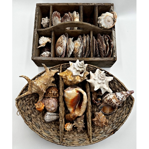 688 - Large collection of various shells in a segmented wooden box and basket (collection)