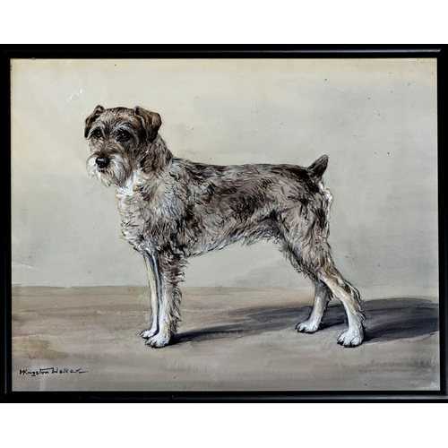 1552 - Marjorie Kingston Walker (20th century) - portrait of a standing terrier, signed, watercolour and go... 