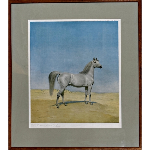 1553 - John Alexander Harrington Bird (1846-1936) - portrait of a stallion, signed, blind stamp seal, 36 x ... 