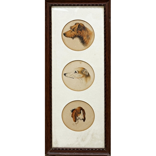 1554 - 19th century school - thee hound bust portraits - a terrier, a whippet and a basset hound, watercolo... 