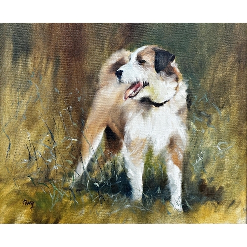 1558 - 'Torey' (20th century) - 'Barney', study of a terrier in a field, signed, titled and dated 1988 vers... 