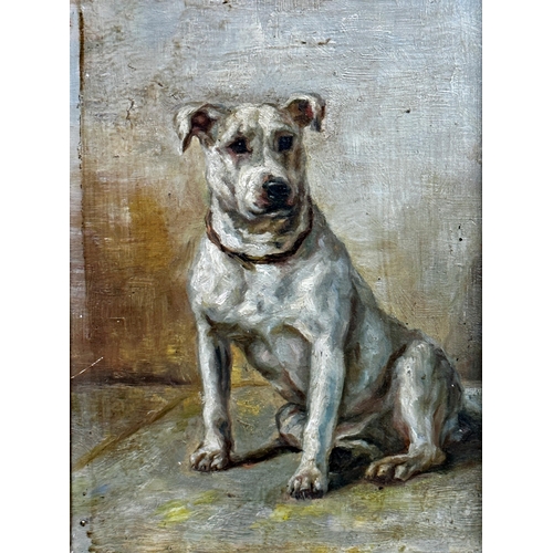 1537 - Attributed to John Emms (1843-1912) - Portrait of seated Bull Terrier, unsigned, oil on board, 17 x ... 