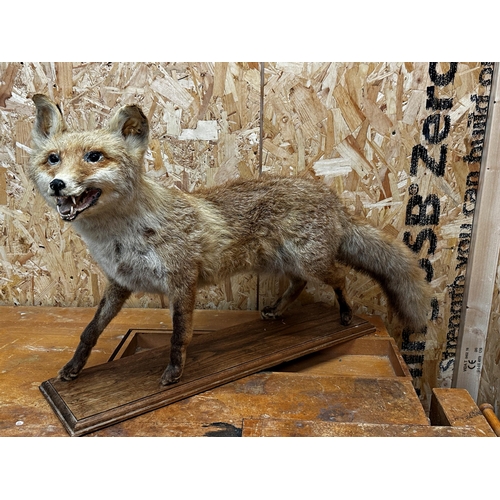 1523 - Taxidermy-Study of a standing fox upon an oak plinth base, 84cm long