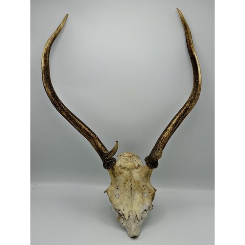 1524 - Taxidermy- Stag skull and antlers, 60cm high