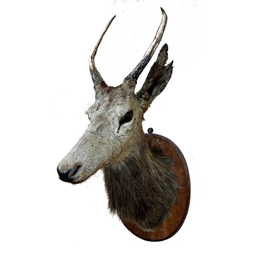 1522 - Taxidermy - Deer head and neck mount with glass eyes upon a mahogany shield plaque, 90cm high