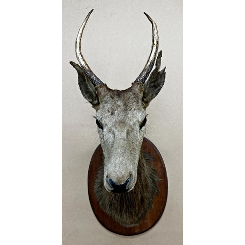 1522 - Taxidermy - Deer head and neck mount with glass eyes upon a mahogany shield plaque, 90cm high