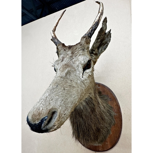 1522 - Taxidermy - Deer head and neck mount with glass eyes upon a mahogany shield plaque, 90cm high