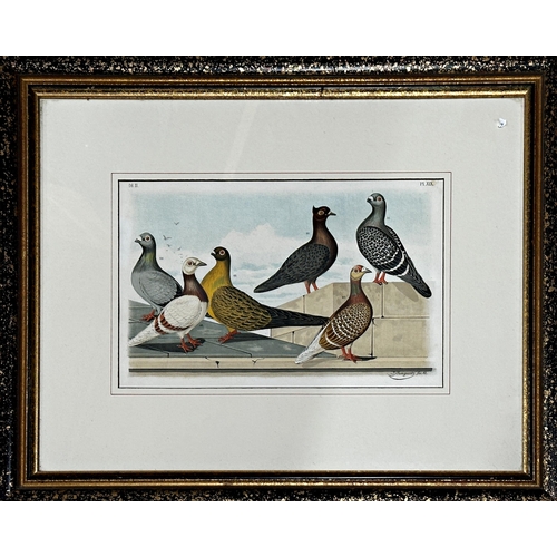 1509 - Jean Bungartz (1854-1935) - Study of pigeons, lithograph, 21 x 34cm, framed, with a Ludlow print of ... 