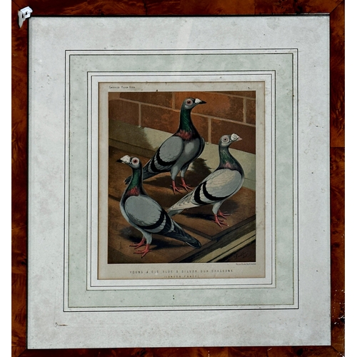 1509 - Jean Bungartz (1854-1935) - Study of pigeons, lithograph, 21 x 34cm, framed, with a Ludlow print of ... 