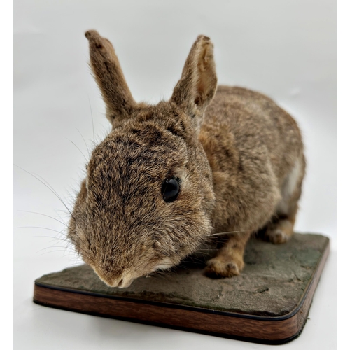 431 - Taxidermy-study of a rabbit upon a wooden plinth base, 37cm long