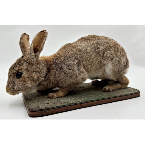 431 - Taxidermy-study of a rabbit upon a wooden plinth base, 37cm long