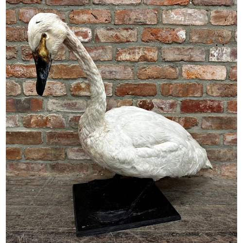 432 - Taxidermy study of a swan on a wooden plinth base, L 86cm, H 73cm (AF)