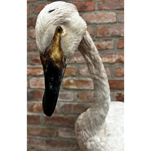 432 - Taxidermy study of a swan on a wooden plinth base, L 86cm, H 73cm (AF)