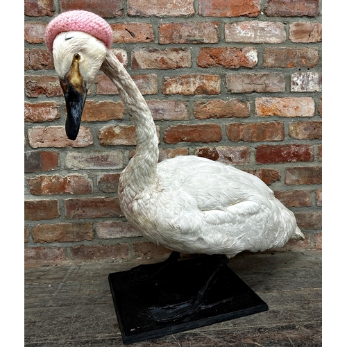 432 - Taxidermy study of a swan on a wooden plinth base, L 86cm, H 73cm (AF)