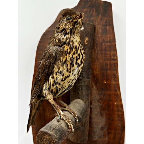 433 - Taxidermy - Thrush on branch mounted to an elm backboard, 61 x 17cm