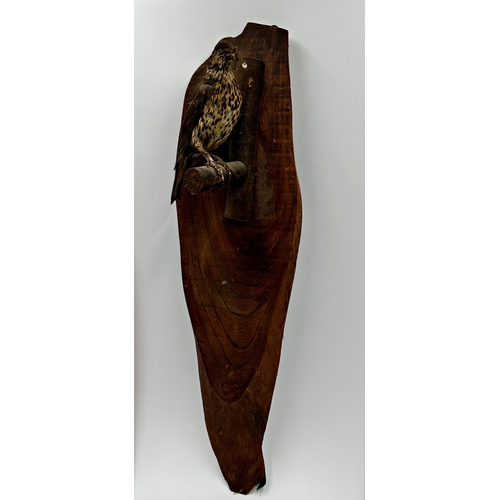 433 - Taxidermy - Thrush on branch mounted to an elm backboard, 61 x 17cm