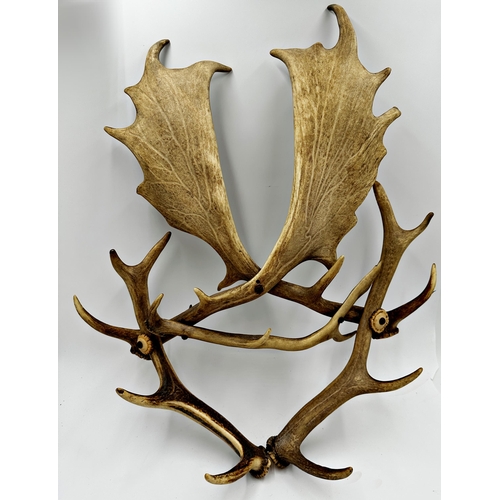 434 - Taxidermy - entwined Stag antler wall hanging circa 1840, 68 x 53cm