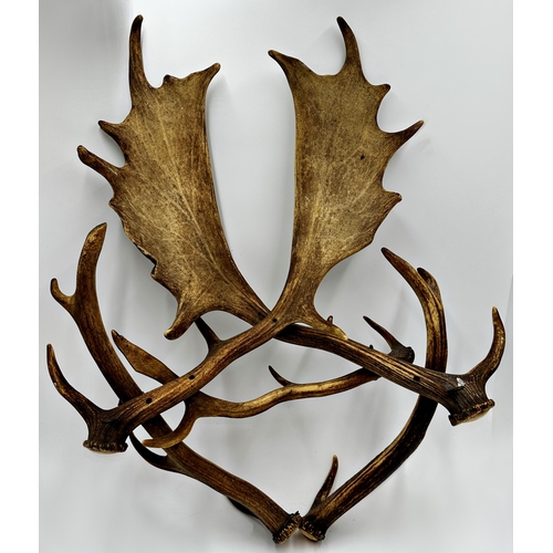 434 - Taxidermy - entwined Stag antler wall hanging circa 1840, 68 x 53cm