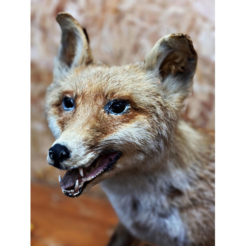 439 - Taxidermy-Study of a standing fox upon an oak plinth base, 84cm long