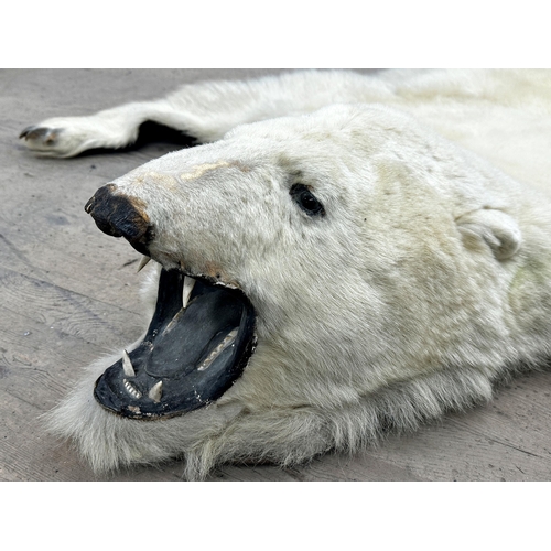 437 - Taxidermy - Massive Polar Bear Skin (Ursus maritimus) a large adult skin rug with head mount, mouth ... 