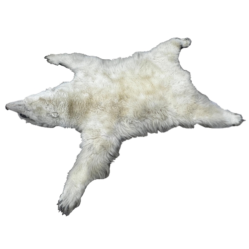 437 - Taxidermy - Massive Polar Bear Skin (Ursus maritimus) a large adult skin rug with head mount, mouth ... 