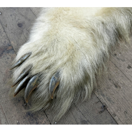 437 - Taxidermy - Massive Polar Bear Skin (Ursus maritimus) a large adult skin rug with head mount, mouth ... 