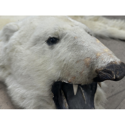 437 - Taxidermy - Massive Polar Bear Skin (Ursus maritimus) a large adult skin rug with head mount, mouth ... 