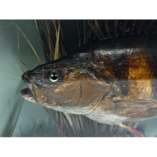 436 - Taxidermy- E F Spicer perch, good domed gilt case with naturalistic foliage, 40cm x 61cm