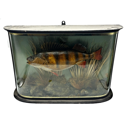 2328 - Taxidermy- E F Spicer perch, good domed gilt case with naturalistic foliage, 40cm x 61cm