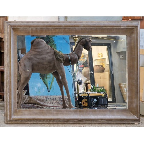 1054 - Impressive substantial India Jane distressed wall mirror, bevelled mirror plate, 142 x 220cm