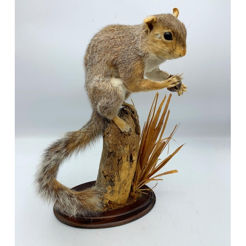 2361 - Taxidermy Squirrel Holding Nut On Naturalistic Base. H 40cm.