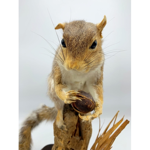 2361 - Taxidermy Squirrel Holding Nut On Naturalistic Base. H 40cm.