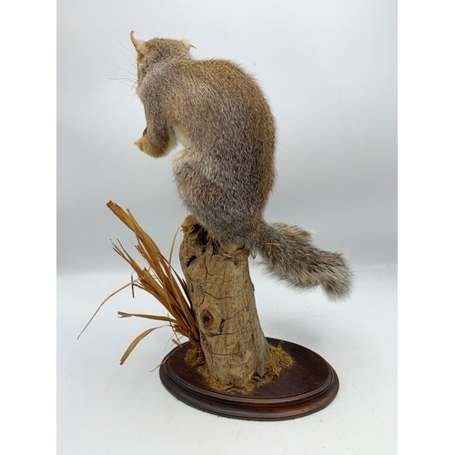 2361 - Taxidermy Squirrel Holding Nut On Naturalistic Base. H 40cm.